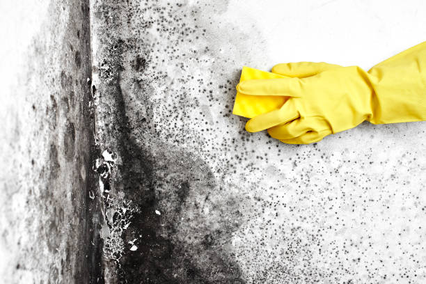 Best Commercial Mold Removal  in Adrian, MN