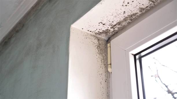 Mold Removal and Inspection in Adrian, MN