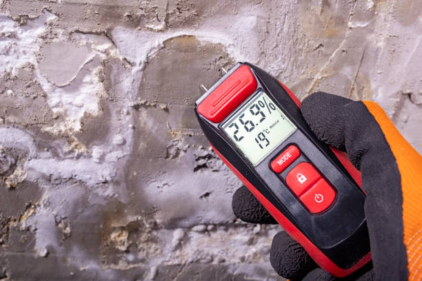 Best Toxic Mold Removal  in Adrian, MN