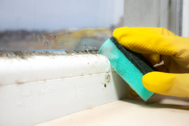 Best Emergency Mold Removal  in Adrian, MN