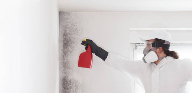 Best Mold Damage Repair  in Adrian, MN