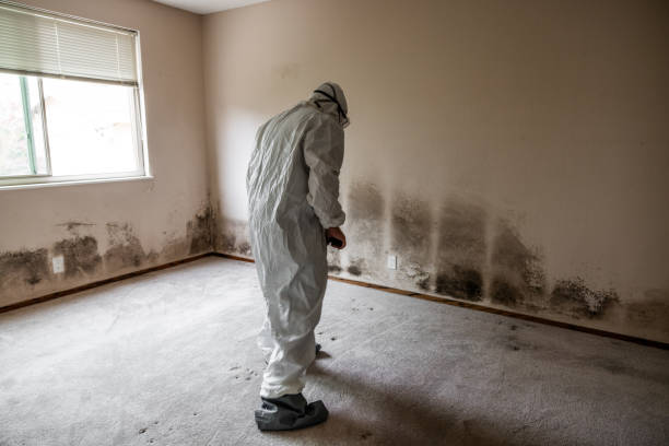 Professional Mold Removal in Adrian, MN