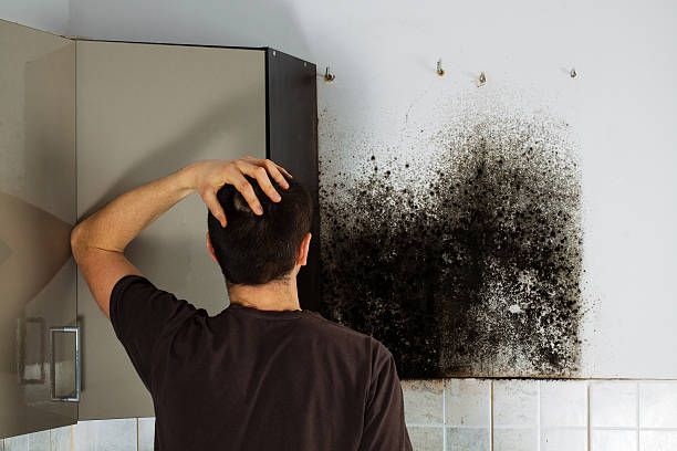 Best Professional Mold Removal  in Adrian, MN