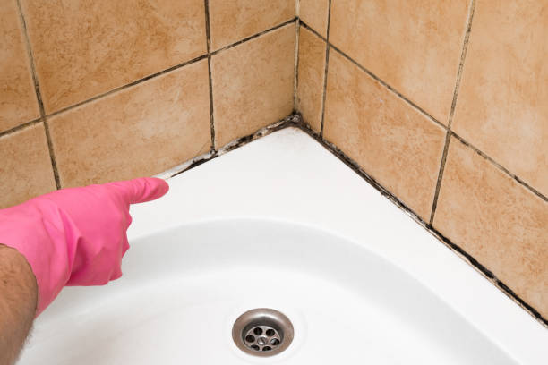 Best Attic Mold Removal  in Adrian, MN